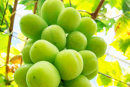 C-698 待ちきれないシャインマスカット（大粒）1房