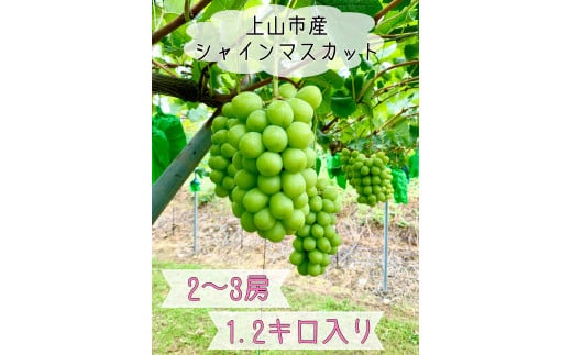 ぶどう（シャインマスカット）２～３房　合計１.２ｋｇ　0120-2502