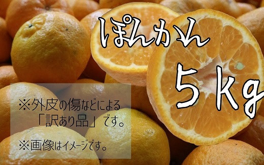 
【先行予約】＜訳あり＞ 早川農園のぽんかん（５kg）デコポンの親 みかん 柑橘 フルーツ 果実 果物 くだもの デザート ジュース 5キロ 訳アリ わけあり ワケアリ 【R00101】
