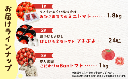 トマト大好き定期便  3回お届け トマト ミニトマト フルーツトマト 食べ比べ 高糖度 ぷちぷよ ファーストトマト とまと 旬 先行予約 期間限定 お楽しみ トマト定期便 定期 3回 3ヵ月 希少品種