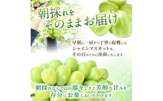 先行予約！ 朝摘み シャインマスカット 秀品 2房（約1.2kg）こだわり農家厳選！【2026年8月末から9月末順次発送予定】/ フルーツ ぶどう ブドウ 葡萄 マスカット 和歌山県 かつらぎ町 ジュ