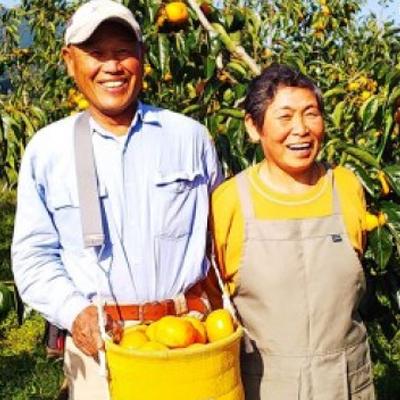 ふるさと納税 橋本市 【2026年秋より順次発送】旬のたねなし柿　特選2Lサイズ(15個入り) |  | 02