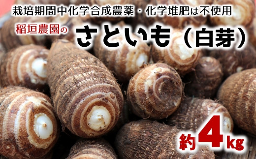 
            ほっくり美味しい♪化学合成農薬等不使用のサトイモ（白芽）約4kg
          