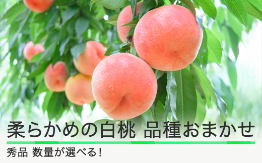 
            桃 もも 柔らかめの白桃 数量を選べる 品種おまかせ 山形県産 2025年度産 令和7年 フルーツ 果実 送料無料 ry-mohts
          