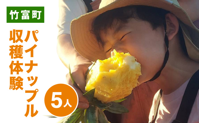 パイナップル収穫体験【5名】爽やかな朝日を浴びた中での開催♪（4月25日〜6月15日開催）