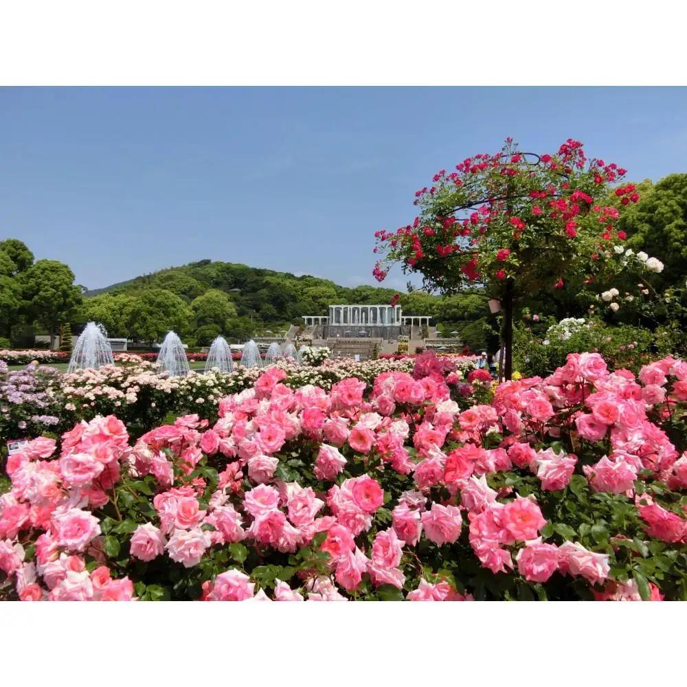 神戸迎賓館 旧西尾邸 レストラン〈ルアン〉離宮公園チケット付 ランチ フルコース ペアチケット
