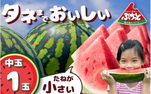 種まで美味しいスイカ「ぷちっと」 ／ ヒロちゃんファーム 西瓜 スイカ すいか 果物 フルーツ デザート  奈良県 田原本町