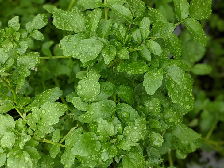 
クレソン 1200g ※北海道・沖縄・離島への配送不可 ※着日指定不可 ふるさと納税 野菜 やさい クレソン 付け合わせ 山梨県 道志村 送料無料 DSL006
