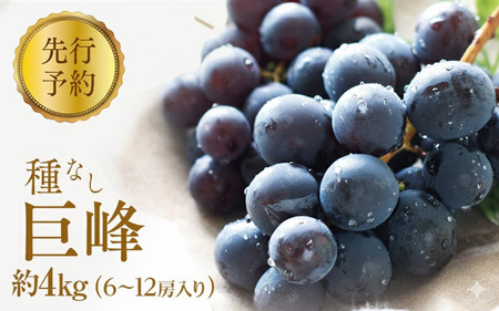 2026年産ぶどう  種なし 巨峰 約4kg 6～12房入り 果物 ブドウ 葡萄 フルーツ デザート おやつ 信州 2026年秋発送 