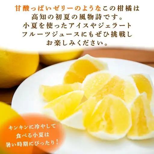 【2027年出荷分】 訳あり 熟成 露地小夏 5kg 5月中旬発送開始