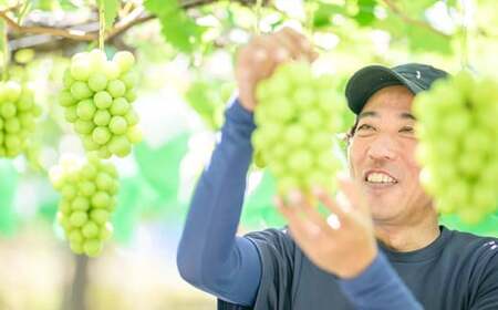 シャインマスカット 約2kg 3～5房 ［おぶせファーマーズ］ 果物 フルーツ ぶどう 葡萄 数量限定 先行予約 長野 信州 令和7年産 【2025年9月上旬～11月上旬発送】