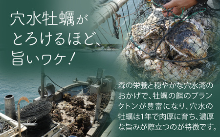奥能登 河端水産の岩牡蠣【むき身・加熱用】約500g ～鮮度抜群 とれたてをお届け～ / 魚介類 魚貝類 貝 海の幸 海のミルク オイスター 海鮮 国産 穴水町 奥能登 能登半島 旬 かき カキ