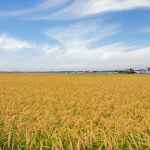 千葉県産粒すけ　20kg（5kg×4袋）