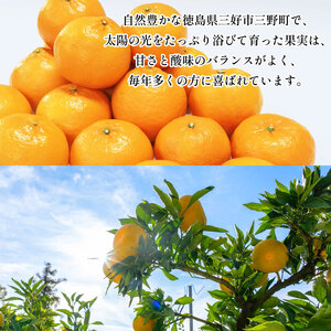 みかん はれひめ 5kg 先行予約 蜜柑 はれひめ はれひめ はれひめ はれひめ
