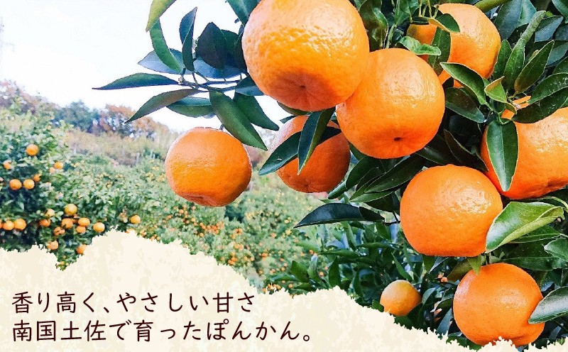 
                  千光士農園のポンカン 5kg 【令和9年1月より発送開始】 新鮮 みかん mikan 密柑 ぽんかん 甘味 甘い 先行予約 果物 くだもの フルーツ 柑橘 産地直送 農家直送 数量限定 国産 高知県 高知県安芸市 AY013
                