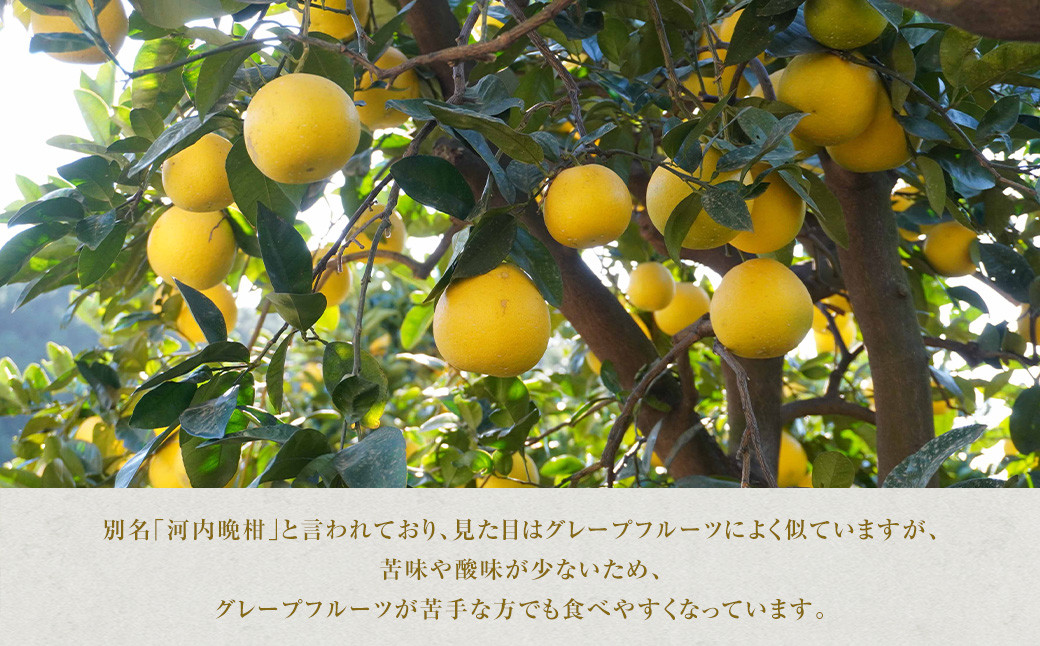 【訳あり】美生柑（みしょうかん）約10kg【2024年3月上旬～5月下旬発送予定】【えひめの町（超）推し！（愛南町）】（455）