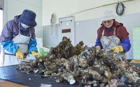 【訳あり/生産者応援】 殻付き生牡蠣 約3kg 生食 冷蔵 三陸産 牡蠣 