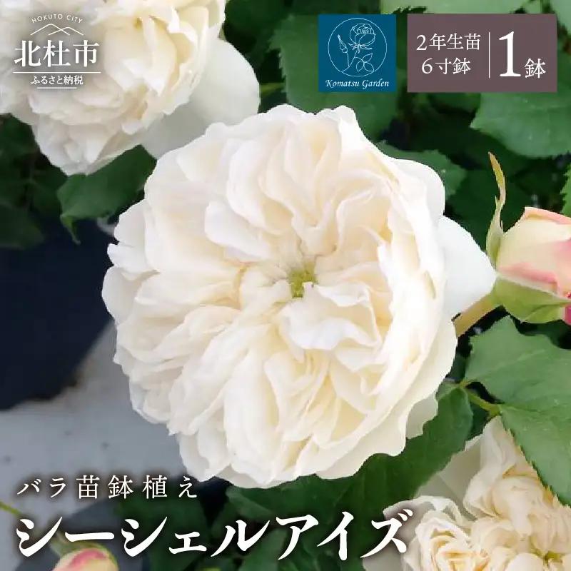 【2027年2月以降発送】バラ苗鉢植え「シーシェルアイズ」 [h190]
