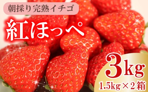 数量限定 【令和9年2月発送】 朝摘み 紅ほっぺ 3kg セット 果物 いちご イチゴ 苺 フルーツ くだもの スイーツ デザート ストロベリー おやつ 完熟 直送 ギフト 家庭用 贈答用 贈答 ギフト 贈り物 甘い ブランド ジャム スムージー アレンジ フルーツサンド フルーツ大福  新鮮 農家直送 朝採れ ベリー 産地直送 国産 おすすめ イチゴイチエ石神農園 静岡県 牧之原市