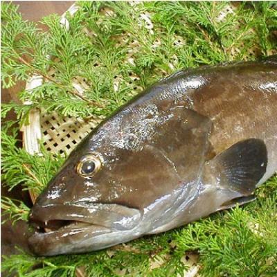 ふるさと納税 由良町 近大くえ鍋セット500g特製ぽん酢付 |  | 02