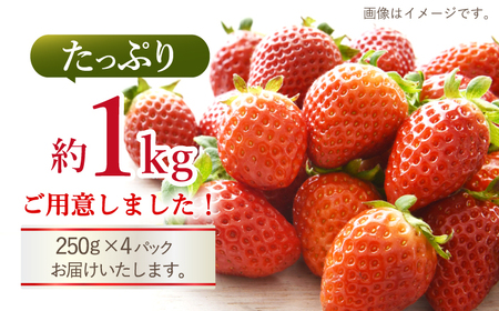 いちご 【先行予約】【 訳あり 】 ゆめのか 苺 約 1kg （250g×4パック） 長崎 西海 イチゴ いちご 苺 ゆめのか いちご 訳あり 家庭用  ＜川原農園＞ [CDR001]