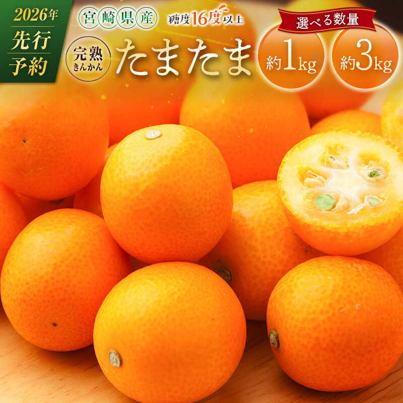 【ふるさと納税】≪先行予約≫ 宮崎県産 完熟きんかん「たまたま」約1kg～3kg 糖度16度以上 ブランド 金柑 柑橘 果物 くだもの フルーツ 2026年発送