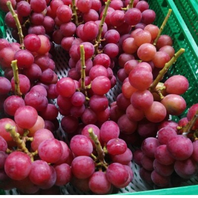 10月中旬より発送「幻の牧丘天空クイーンニーナ」約1kg(2～3房)【配送不可地域：離島】