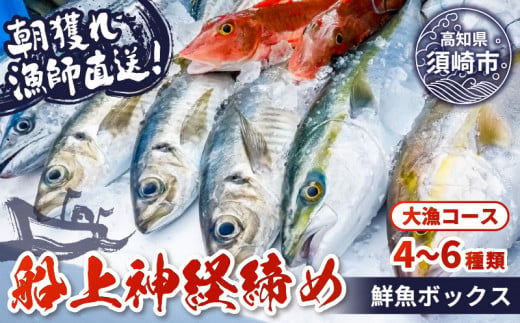 【 船上 神経締め 鮮魚 ボックス 】朝獲れ 直送 大漁コース (2025年7月出荷) 冷蔵 魚種お任せ 水揚げ 海鮮 魚介 産地直送 新鮮 天然 魚 詰め合わせ
