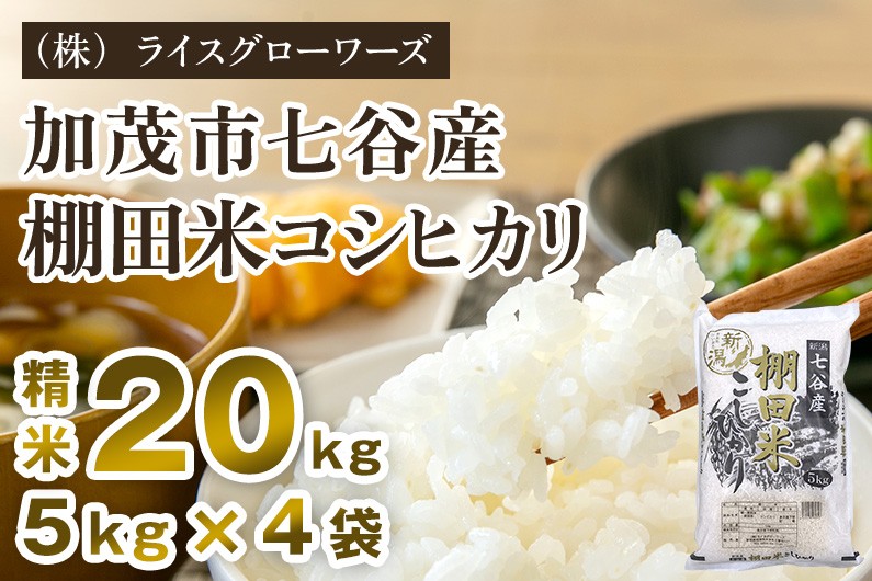 
                  【令和8年産新米先行予約】新潟県加茂市 七谷産 棚田米コシヒカリ 精米20kg（5kg×4）《10月上旬～順次出荷》 白米 （株）ライスグローワーズ
                