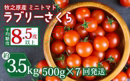 ミニ トマト フルーツ トマト ラブリーさくら うまたま 予約 受付 500g × 7回 発送 計 3.5kg 国産 野菜 フルーツ 甘い 静岡県 牧之原市 山本農園
