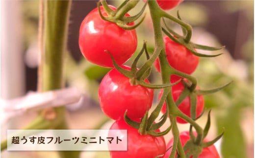 数量限定!!うす皮フルーツミニトマト「華の妖精」1kg