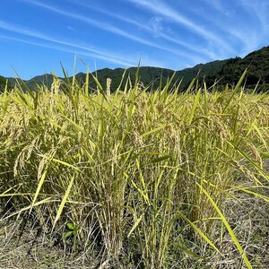 【定期便6回】丹波篠山市 コシヒカリ 特別栽培米 10kg×6回 令和7年産 こしひかり