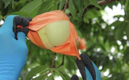 井頭栄果園 白桃 約1.3kg【2026年7月上旬～8月上旬まで順次発送予定】【もも 果物 フルーツ 国産 人気 おすすめ 岡山県 倉敷市】