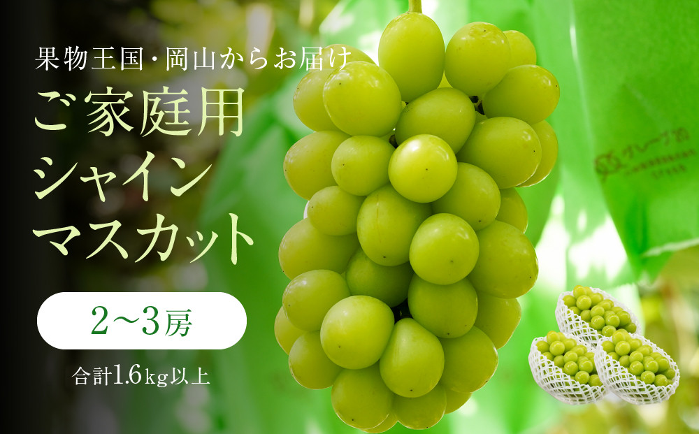 訳あり シャインマスカット 2～3房 合計1.6kg以上 産地直送 朝採れ ぶどう 葡萄 シャイン マスカット 岡山 Kawahara Green Farm　岡山県産 2025
