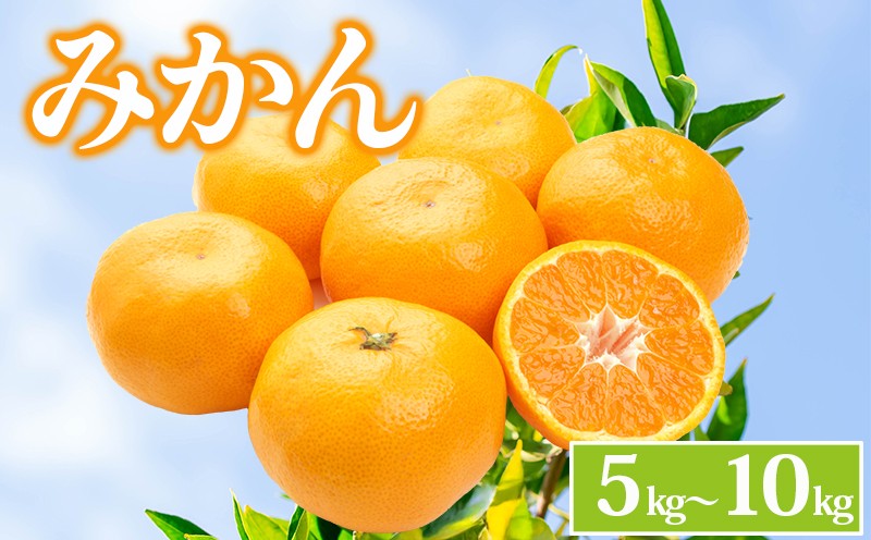 
            みかん 約5kg 約10kg 柑橘 ミカン 蜜柑 オレンジ 果物 くだもの フルーツ 果実 ジュース ゼリー みかんジュース みかんゼリー スイーツ デザート おやつ ギフト 贈答用 プレゼント 順次発送 香川県 丸亀市
          