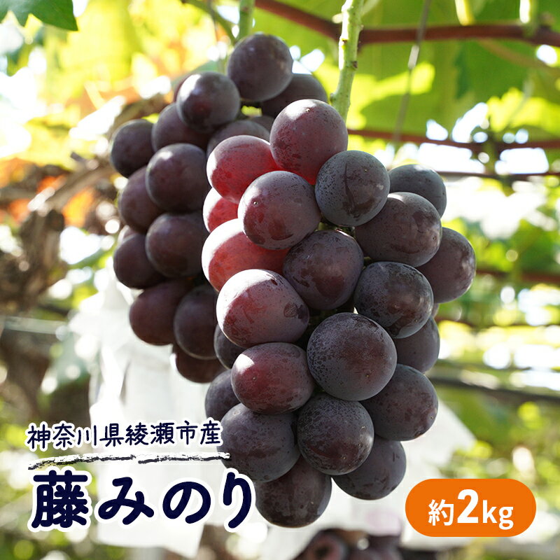 【ふるさと納税】大玉 高級品種ぶどう 藤みのり 約2kg ぶどう 藤稔 神奈川県 綾瀬市産 果物 フルーツ 最高級 品質 甘い 産地直送 果汁 贈り物 ギフト 　お届け：2025年8月下旬～9月初旬