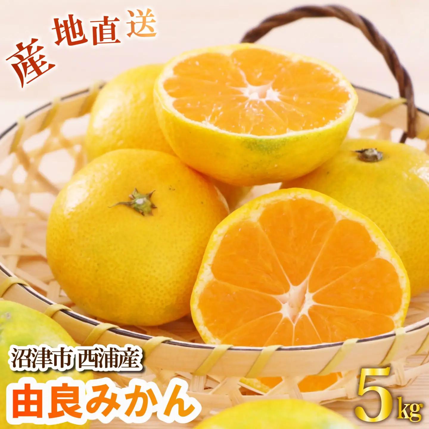 【先行予約】由良みかん 約5kg 沼津市 西浦 みかん