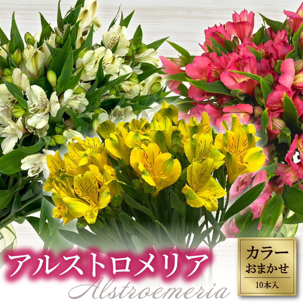 【ふるさと納税】アルストロメリア 色おまかせ 1束 10本 入り 花 生花 切花 切り花 花束 観葉 インテリア フラワーアレンジメント アレンジメント インカのユリ 色鮮やか 日持ちが良い 季節 4月 ～ 7月 綺麗 プレゼント 冷蔵便 送料無料 山形県 米沢市