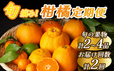 【定期便】　旬の柑橘セット2か月間の定期便　【 柑橘 】