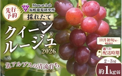 【先行予約】A　2026  クイーンルージュ®　2房～3房　約1kg弱【2026年10月初旬頃～順次発送予定】　長野県産　国際特許有機肥料栽培