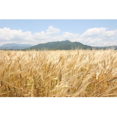 ふるさと納税 筑前町 福岡県鑑評会 金賞受賞の10年長期貯蔵の古酒　化粧箱入り　〈天盃〉麦焼酎 いにしえ10年　 |  | 03