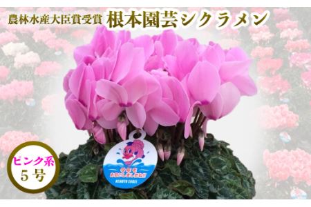 【先行予約】シクラメン ピンク系 5号鉢 花ギフト 根本園芸 | 福島県 南相馬市 農林水産大臣賞