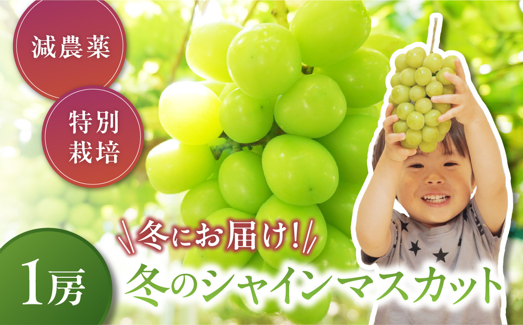 
            【2025年発送】冬のシャインマスカット 減農薬 大粒 シャインマスカット 1房 先行予約 先行 予約 山梨県産 産地直送 フルーツ 果物 くだもの ぶどう ブドウ 葡萄 シャイン シャインマスカット クリスマス クリスマスシャインマスカット 新鮮 人気 おすすめ 国産 贈答 ギフト お取り寄せ 山梨 甲斐市 CF-9
          
