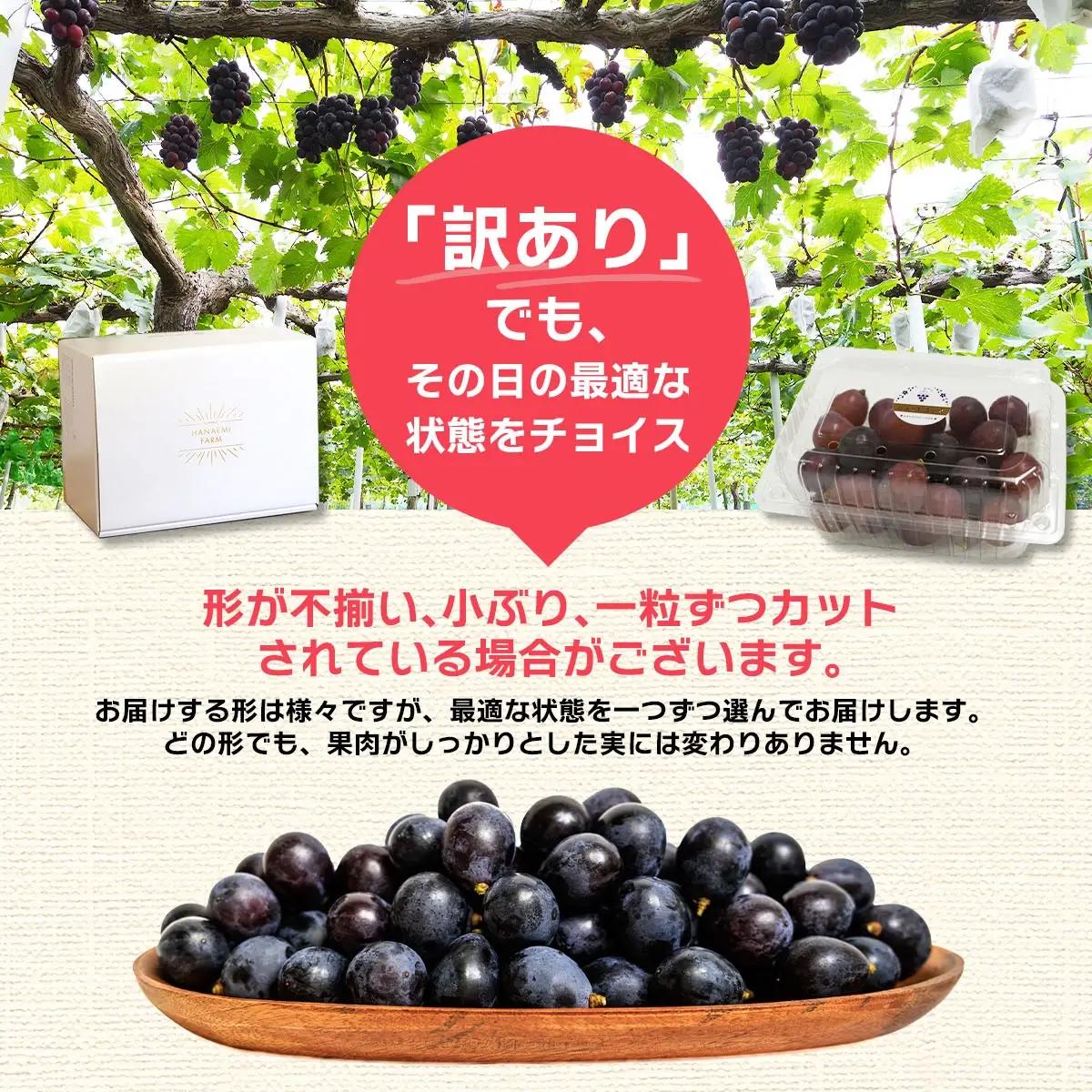 訳あり ニューピオーネ 1kg 花笑み農園 ぶどう ピオーネ 9月上旬から順次出荷 【hana033-02】