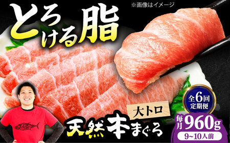 【全6回定期便】たね熟天然本まぐろ大トロ(960g)[AOCE029]まぐろ まぐろ まぐろ まぐろ まぐろ まぐろ