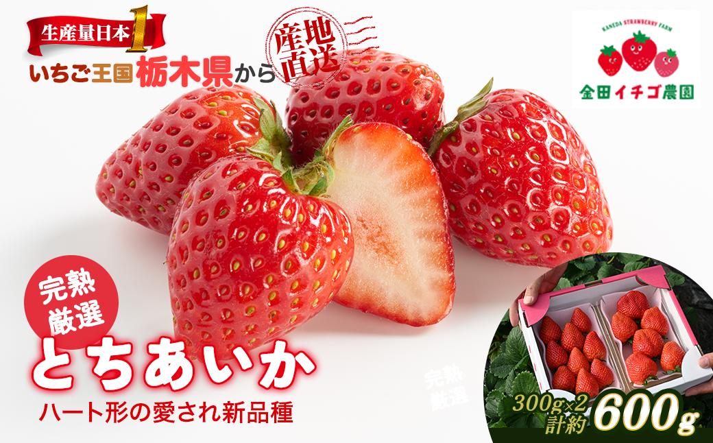 
                  【数量限定】 とちあいか 600g (300g×2パック) ｜ いちご イチゴ 苺 大粒 大きい 赤い 甘い 完熟 厳選 評判 新鮮 フルーツ 果物 スイーツ ジャム アレンジ 好評 人気 アフター対応あり 生産量 日本一 栃木県産 糖度 濃厚 いちご王国 栃木県
                