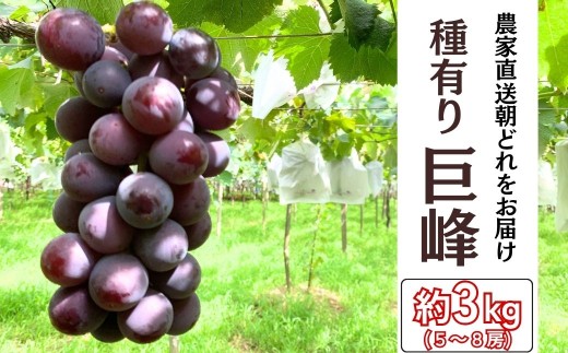 【農家直送（収穫日に発送）】 種あり 巨峰 約3kg(5～8房) | 巨峰 きょほう キョホウ 直送 新鮮 朝採れ あさどれ 朝収穫 ぶどう 約3kg 農家直送 収穫日発送 新鮮 フルーツ 果物 お取り寄せ 季節限定 愛知県 豊田市