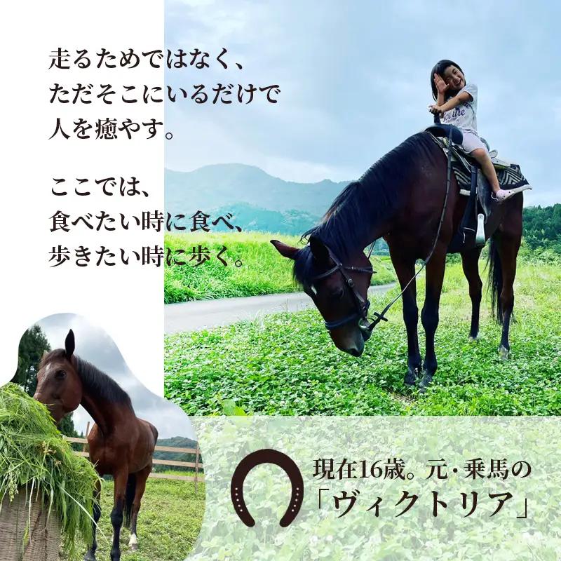 引退馬 飼育支援：寄付金額500,000円（返礼品なし）