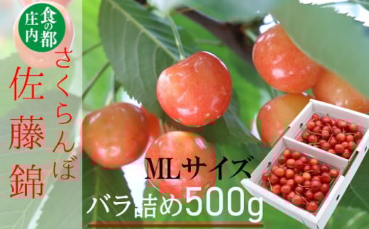 食の都庄内　【令和7年産】庄内産さくらんぼ「佐藤錦」500gバラ詰め（MLサイズ）※令和7年6月中旬～下旬頃発送予定
