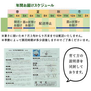 ＜数量限定＞寿峰苑特選えびね蘭(Cコース)店主のおすすめのえびね蘭の苗を4〜5本お届けいたします！【寿峰苑】【00-145-03】